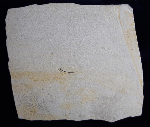 Orthogonikleithrus hoelli ARRATIA 1997 - Bild &copy; FossNet FossilienStore